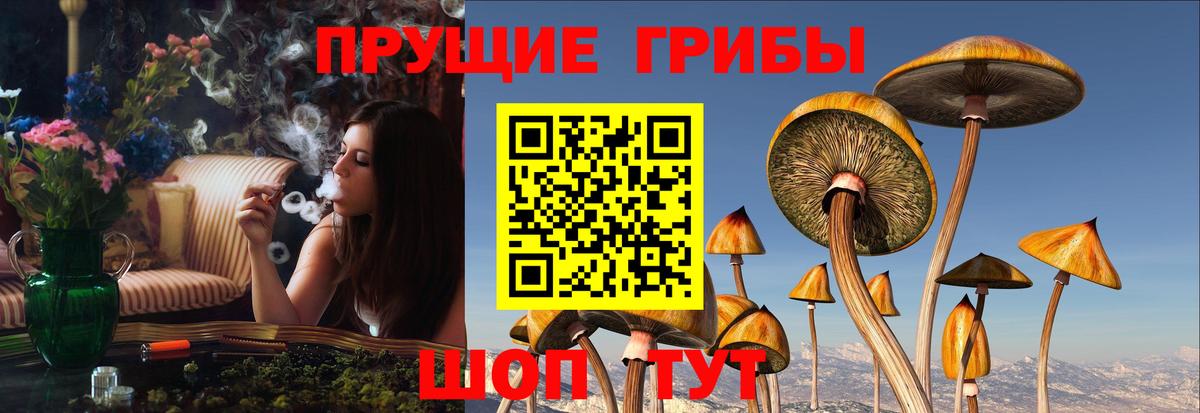 Галлюциногенные грибы Psilocybine cubensis Кунгур